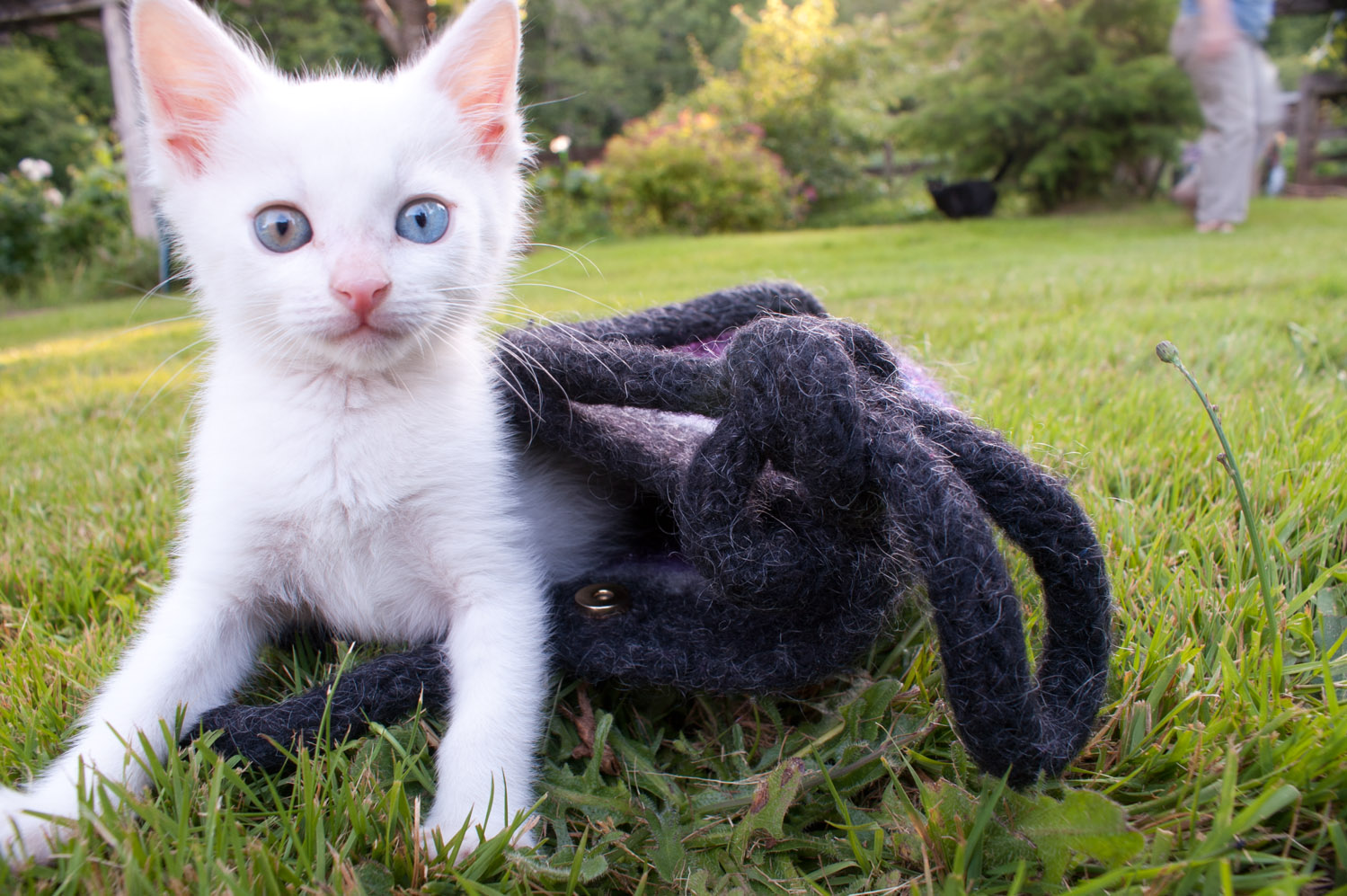 Kittens